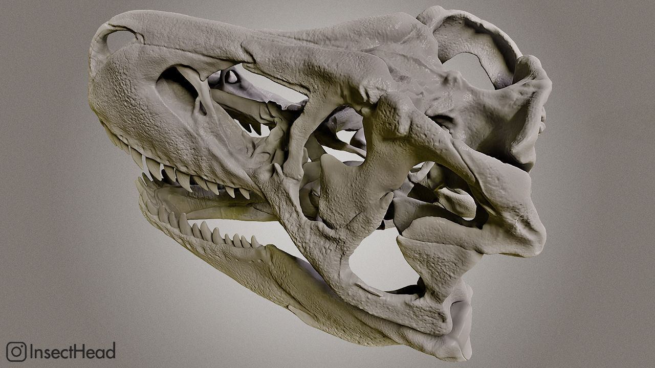 Realistic T-rex skull  3D print model_2