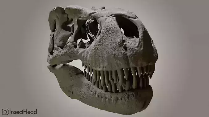 Realistic T-rex skull  3D print model