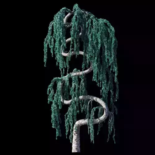 Cedrus Atlantica Glauca Pendula Zigzag Cedar 3d model