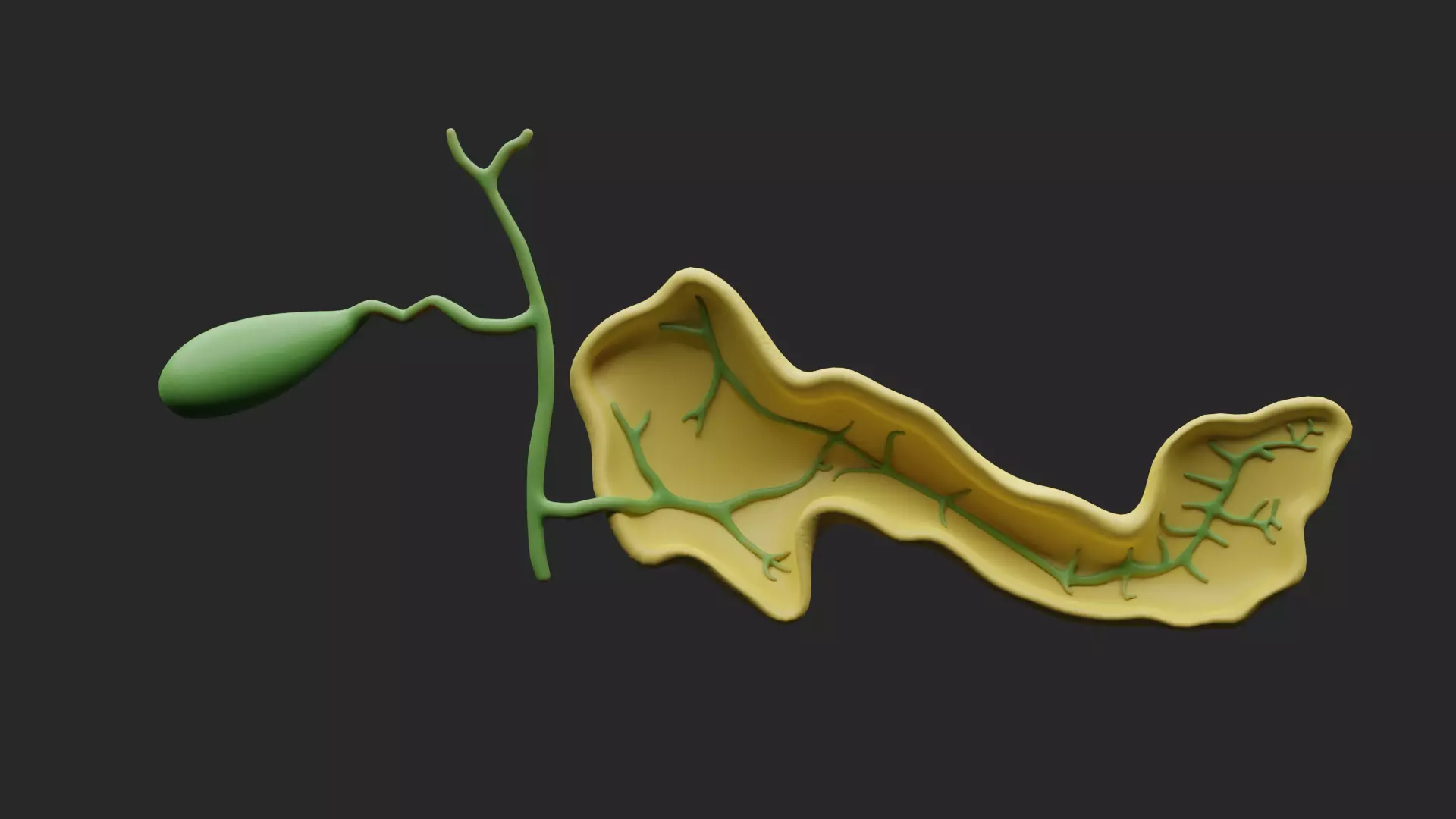 Ducts Of The Liver And Pancreas 3D model_0