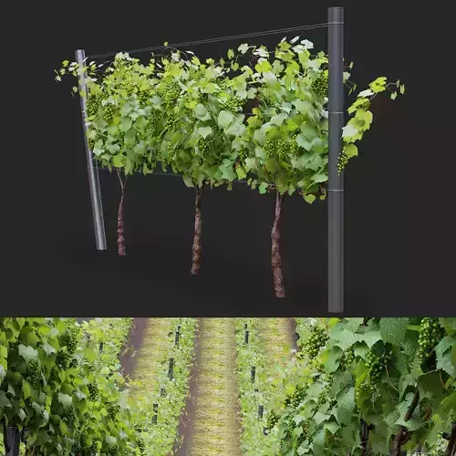  Vitis vinifera 3D model