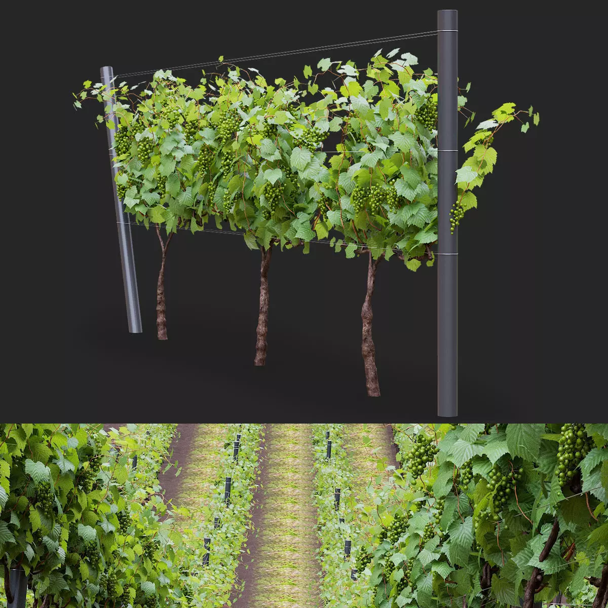 Vitis vinifera 3D model_0