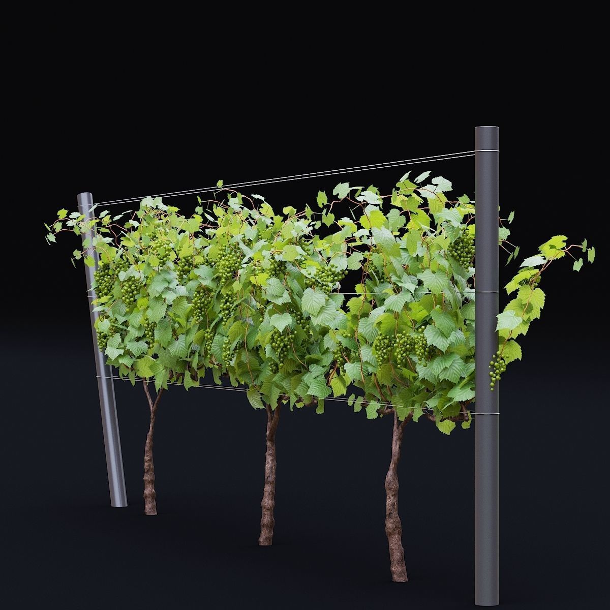 Vitis vinifera 3D model_5
