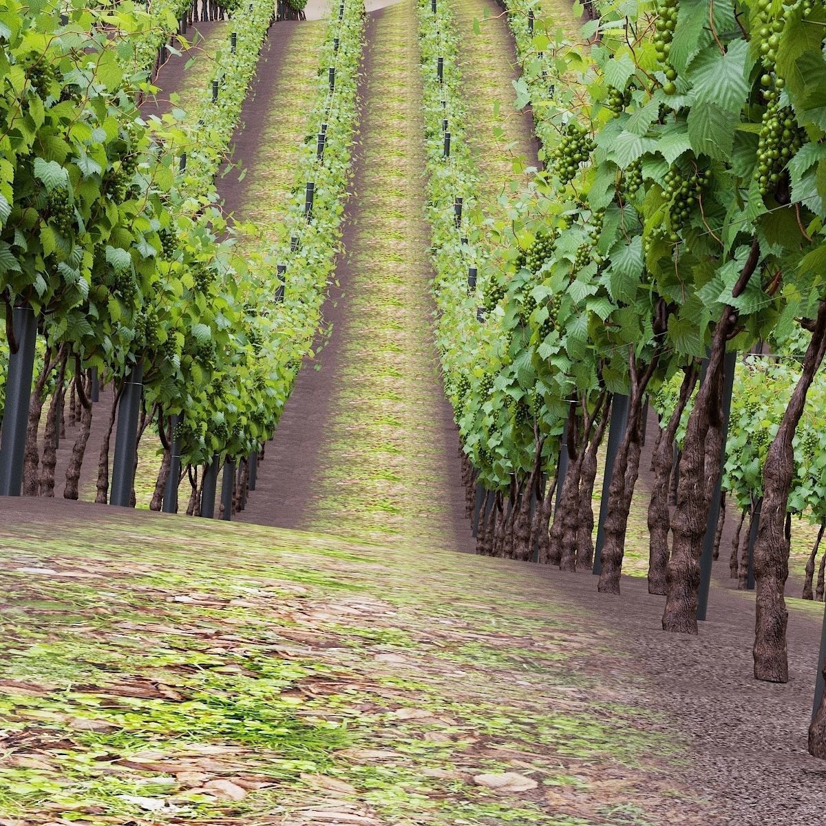 Vitis vinifera 3D model_2