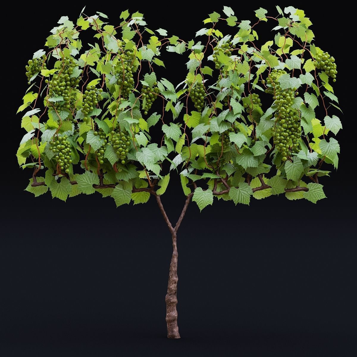 Vitis vinifera 3D model_3