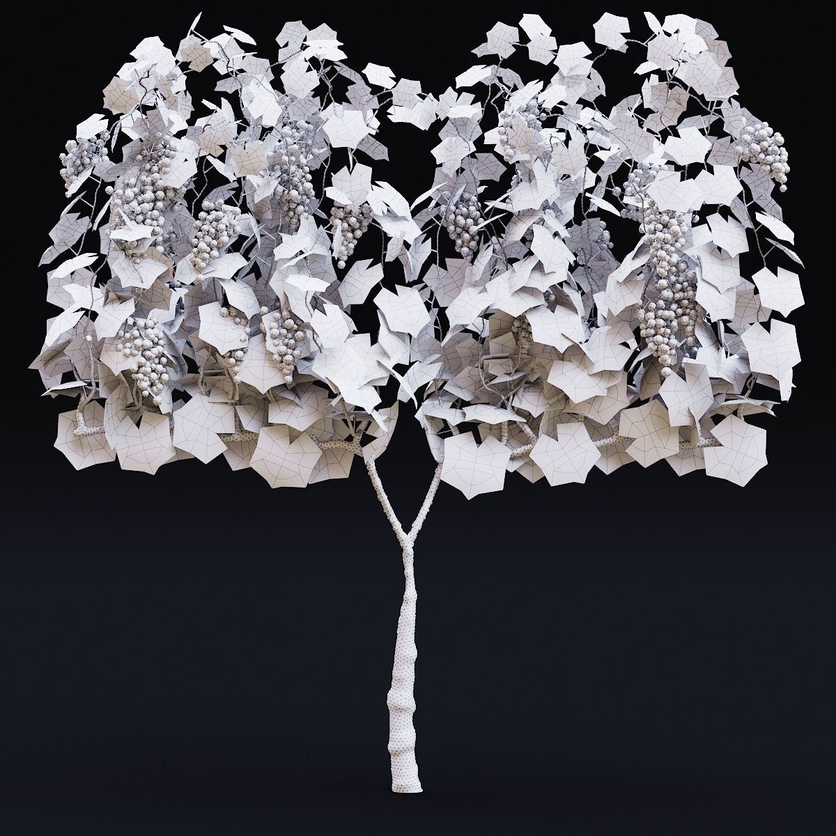 Vitis vinifera 3D model_4
