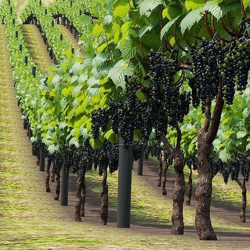 Vitis vinifera v2 3D model 4