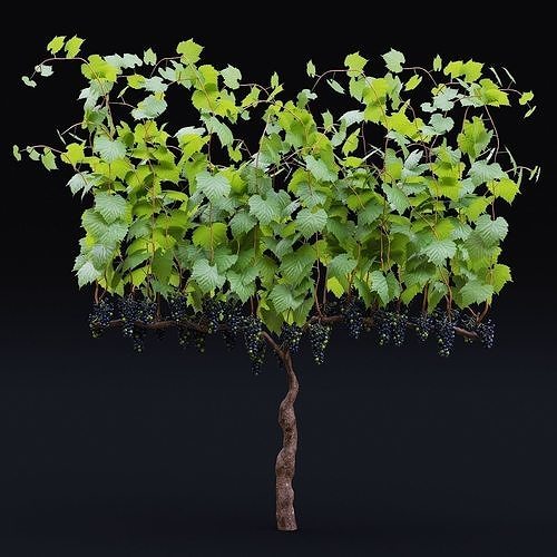 Vitis vinifera v2 3D model 7