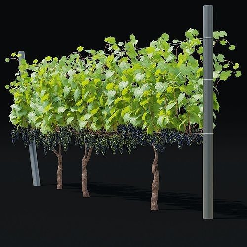 Vitis vinifera v2 3D model 3