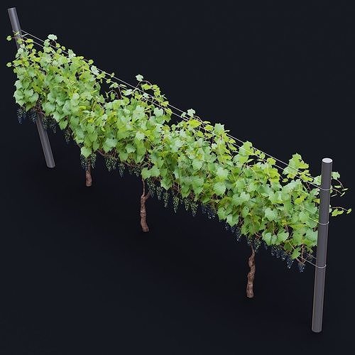 Vitis vinifera v2 3D model 5