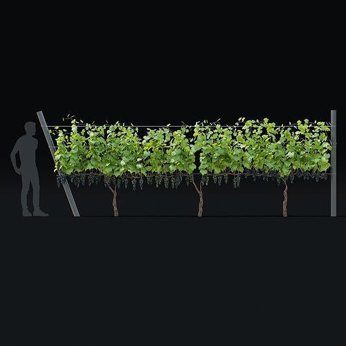 Vitis vinifera v2 3D model 2
