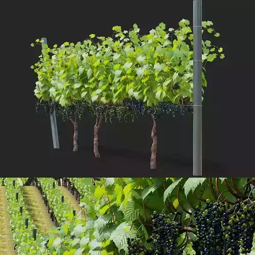 Vitis vinifera v2 3D model
