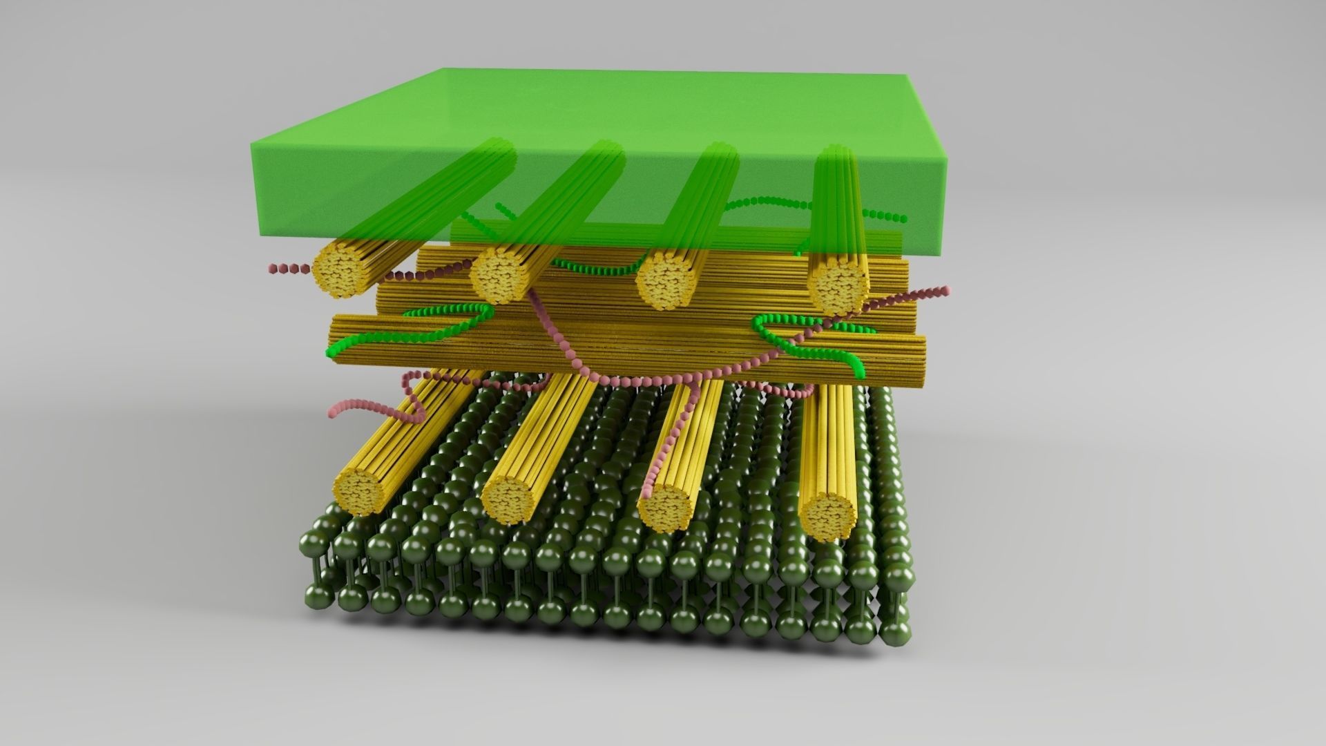 Plant Cell Wall model 3D model | CGTrader