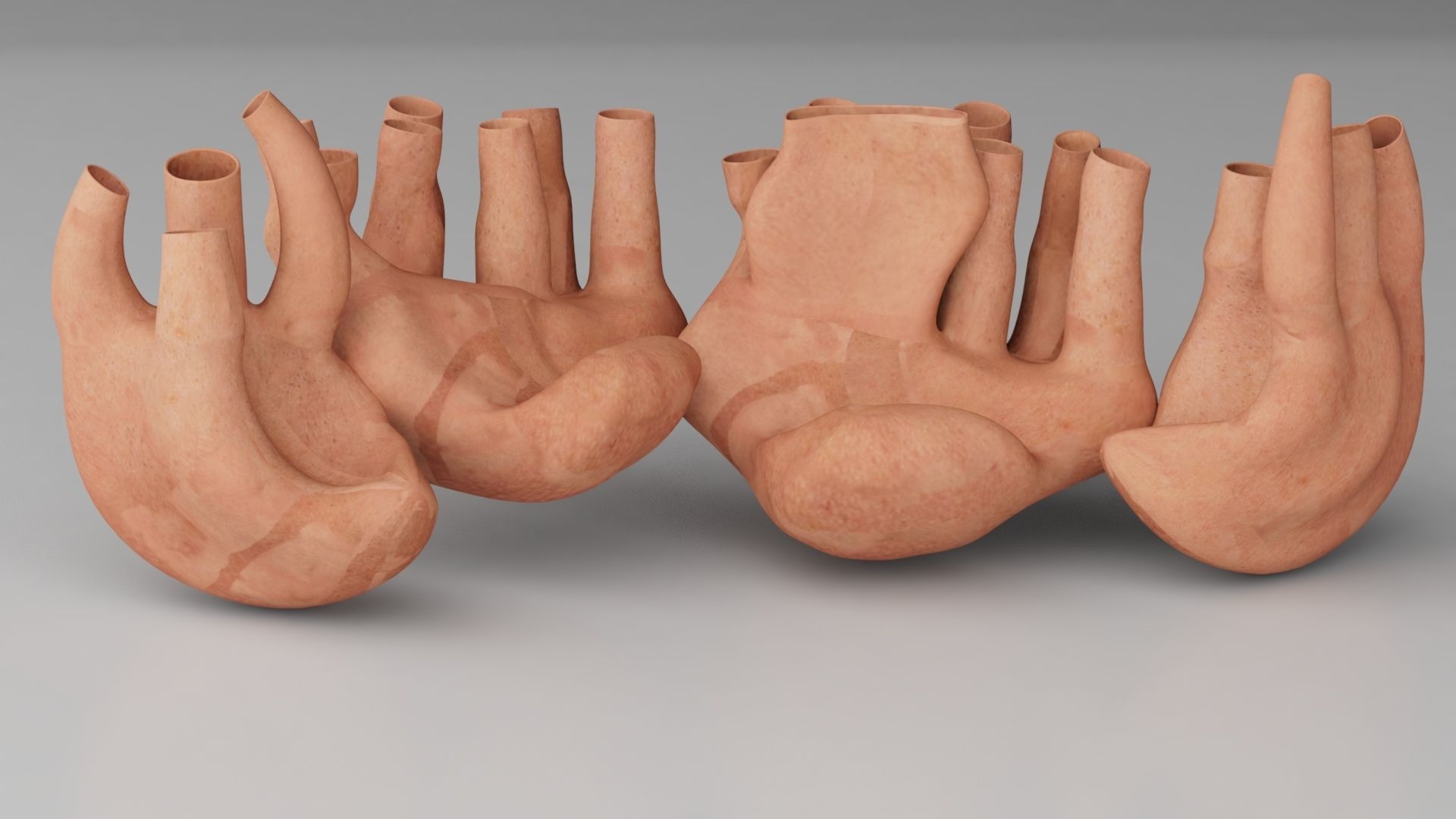 Endoplasmic Reticulum  3D model_3