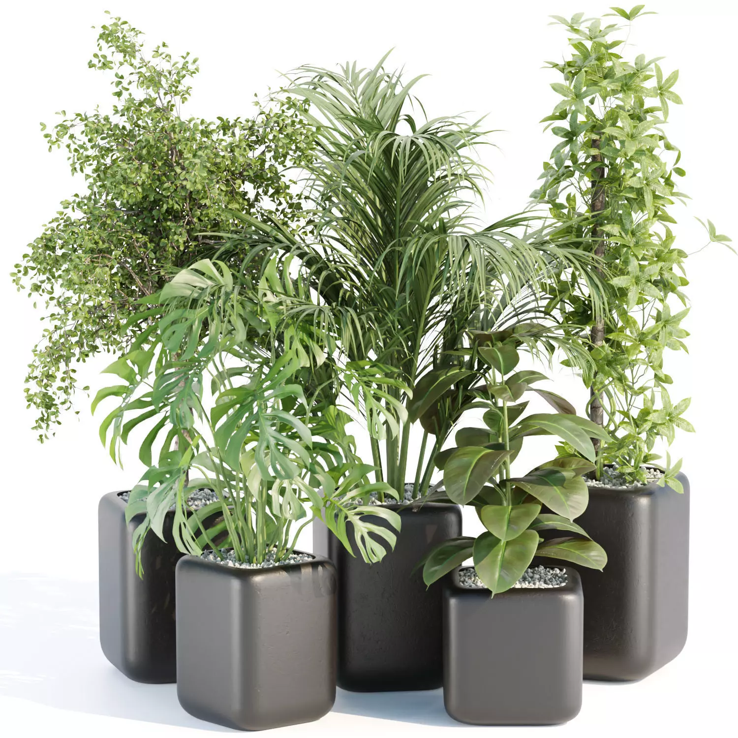 indoor plants collection vol 181 3D model