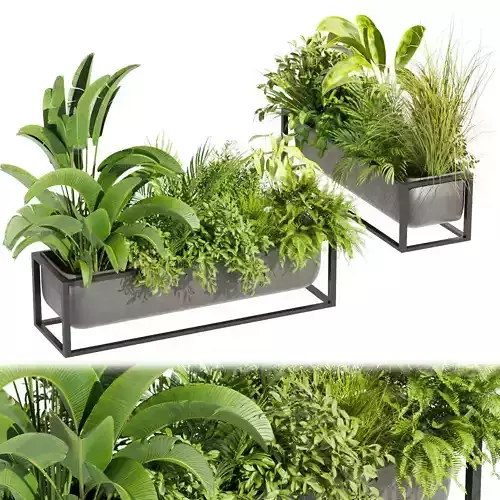 Collection plant vol 444 - palm - grass - boxplant 3D model