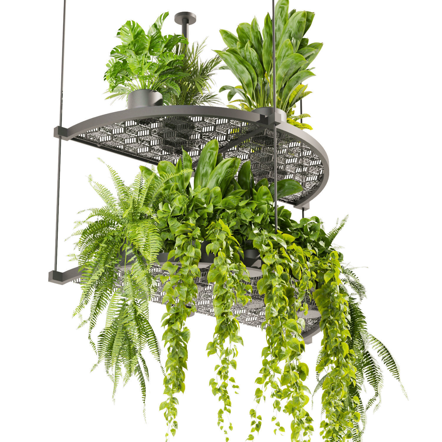 Collection plant vol 446 - hanging - ampelous - palm - pothos 3D model_3