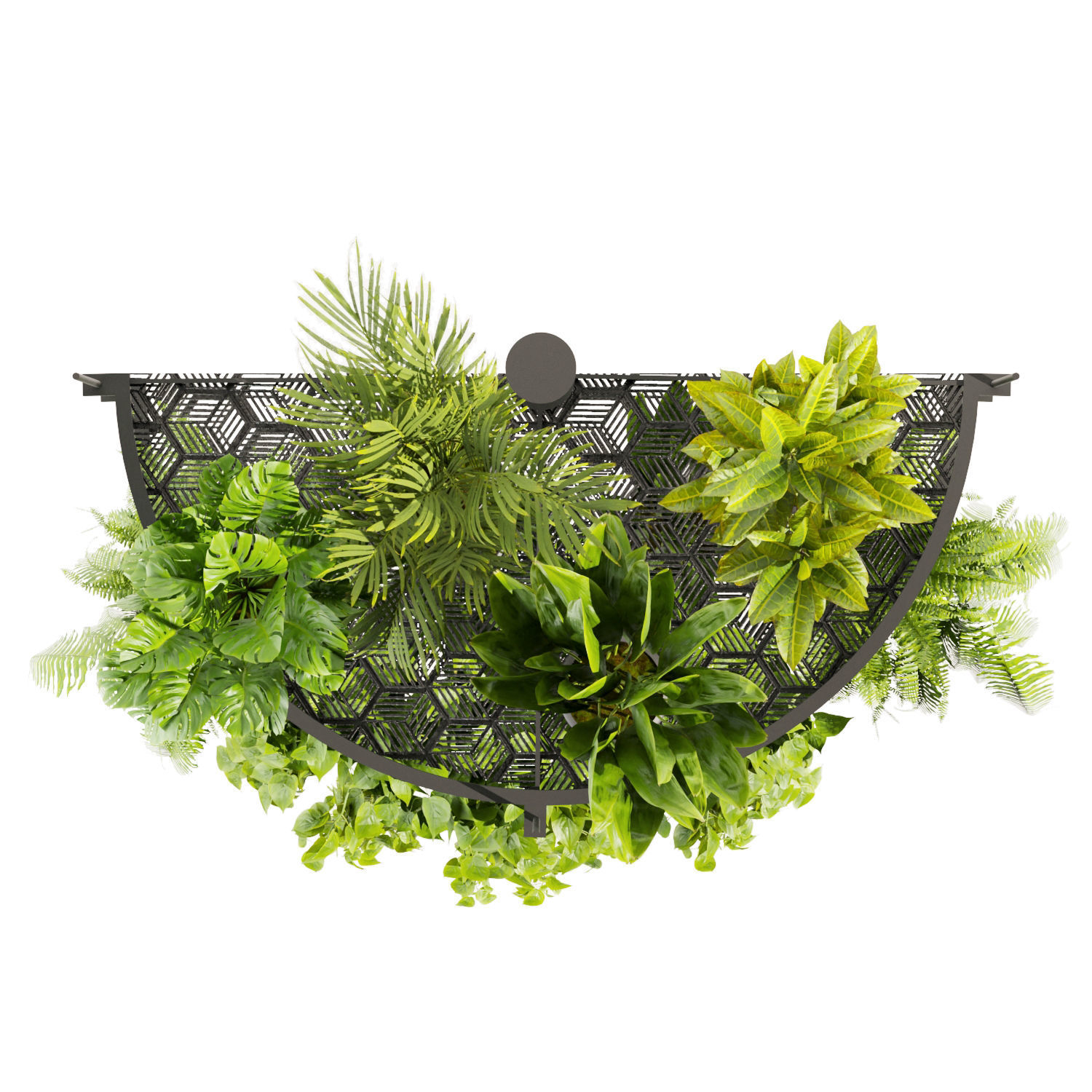 Collection plant vol 446 - hanging - ampelous - palm - pothos 3D model_4