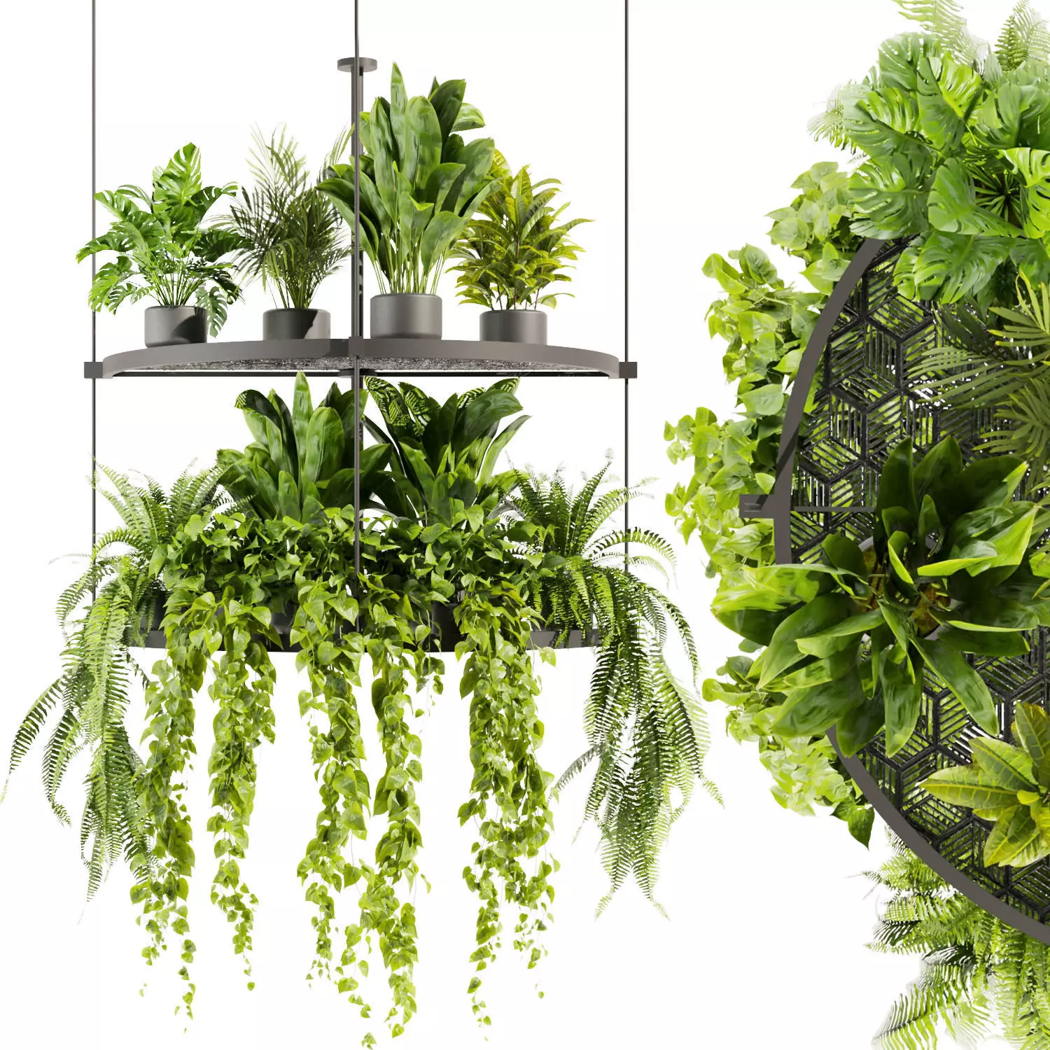 Collection plant vol 446 - hanging - ampelous - palm - pothos 3D model_0
