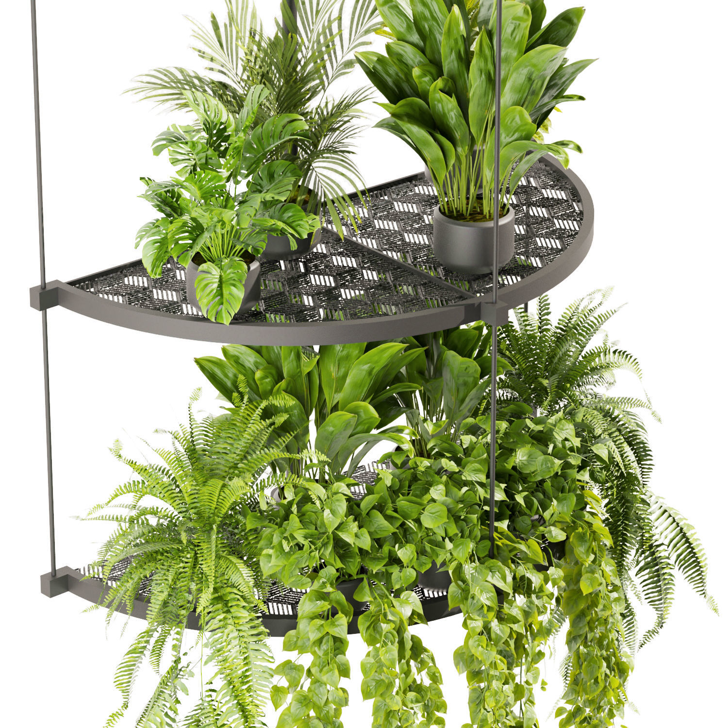 Collection plant vol 446 - hanging - ampelous - palm - pothos 3D model_1