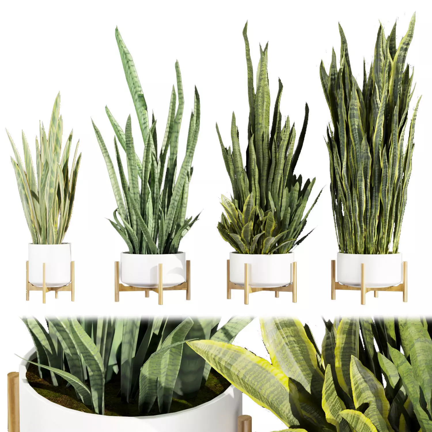 Collection plant vol 447 - indoor - sansveria - leaf 3D model