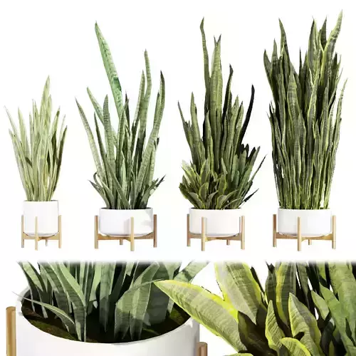 Collection plant vol 447 - indoor - sansveria - leaf 3D model