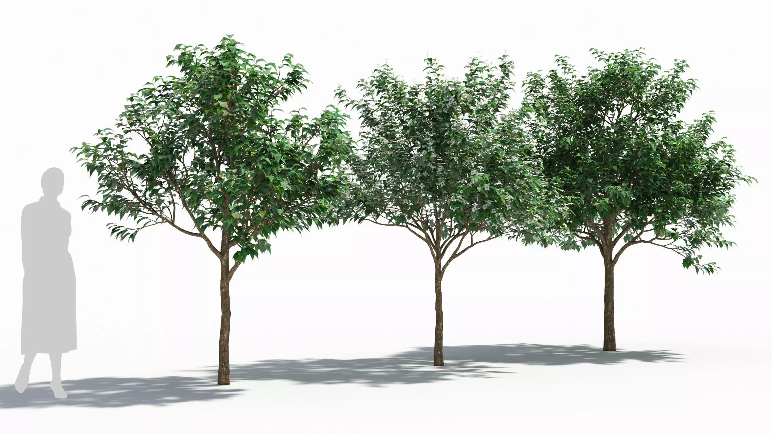 Cornus tree 3D model_0