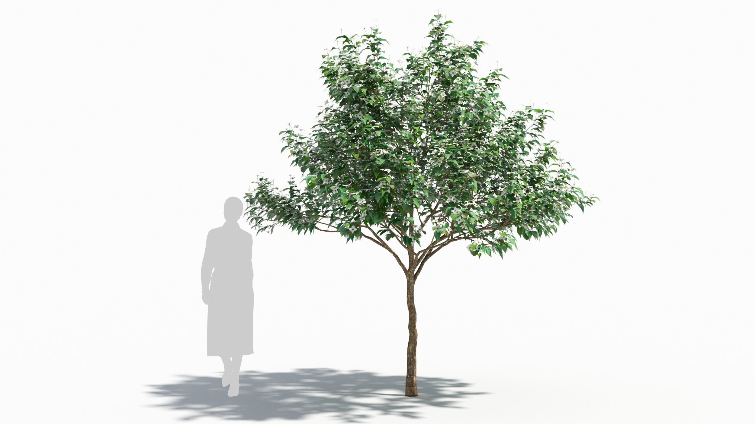 Cornus tree 3D model_6