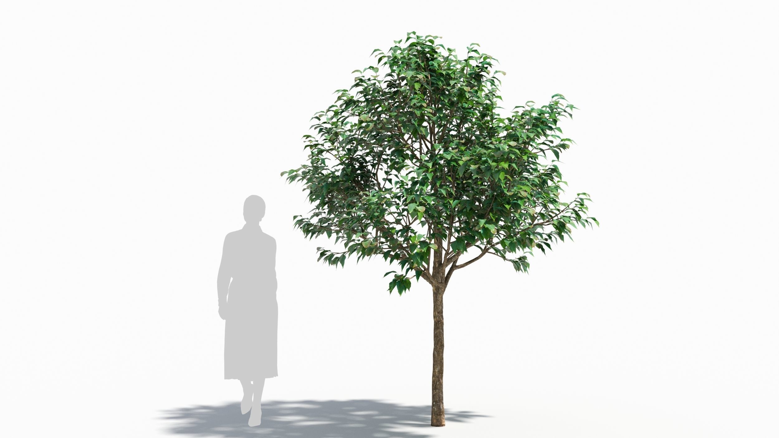 Cornus tree 3D model_7