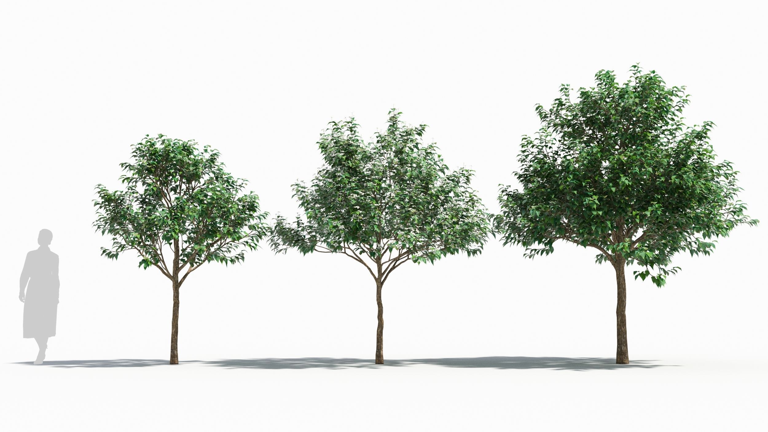 Cornus tree 3D model_2