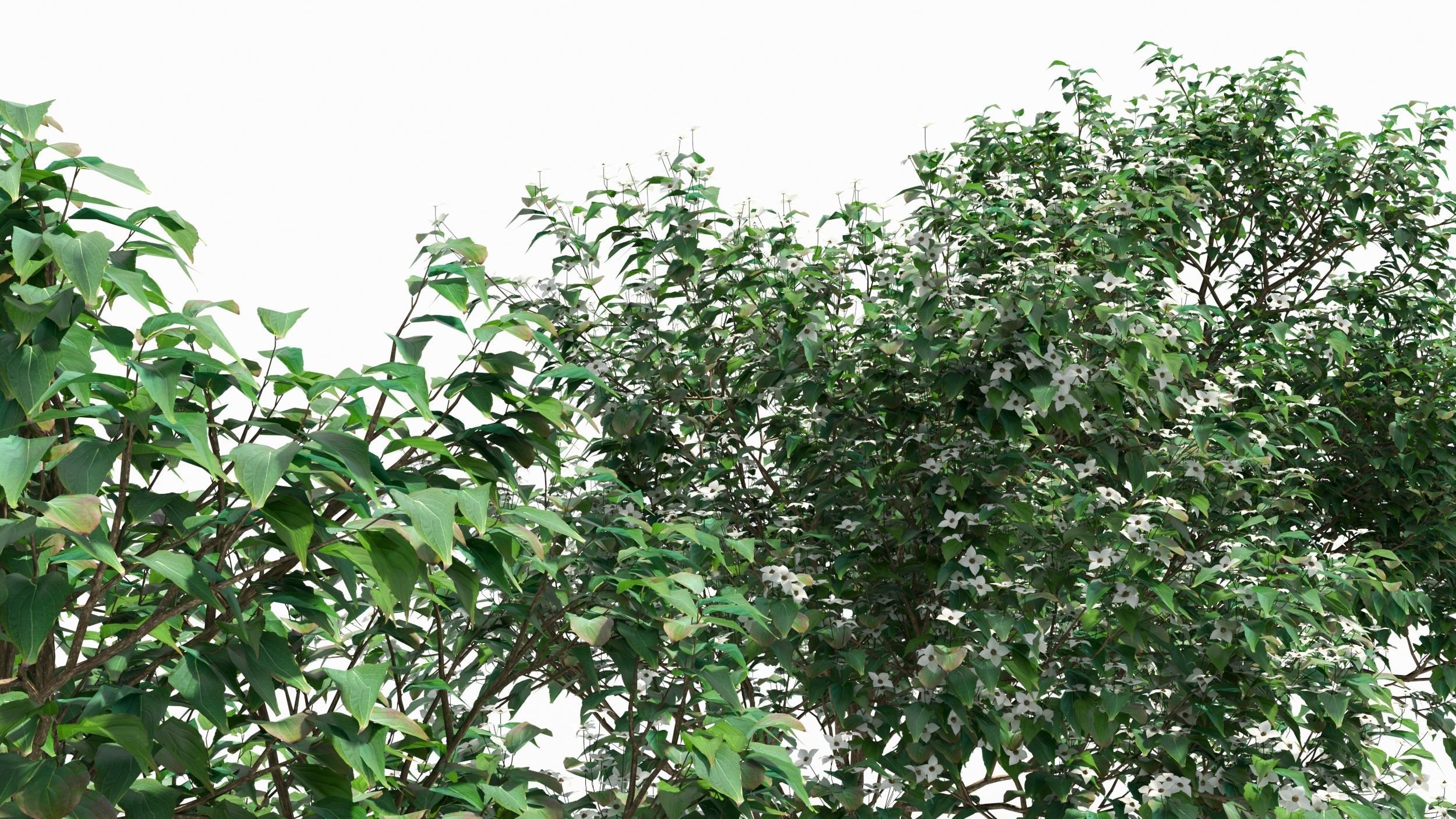 Cornus tree 3D model_4