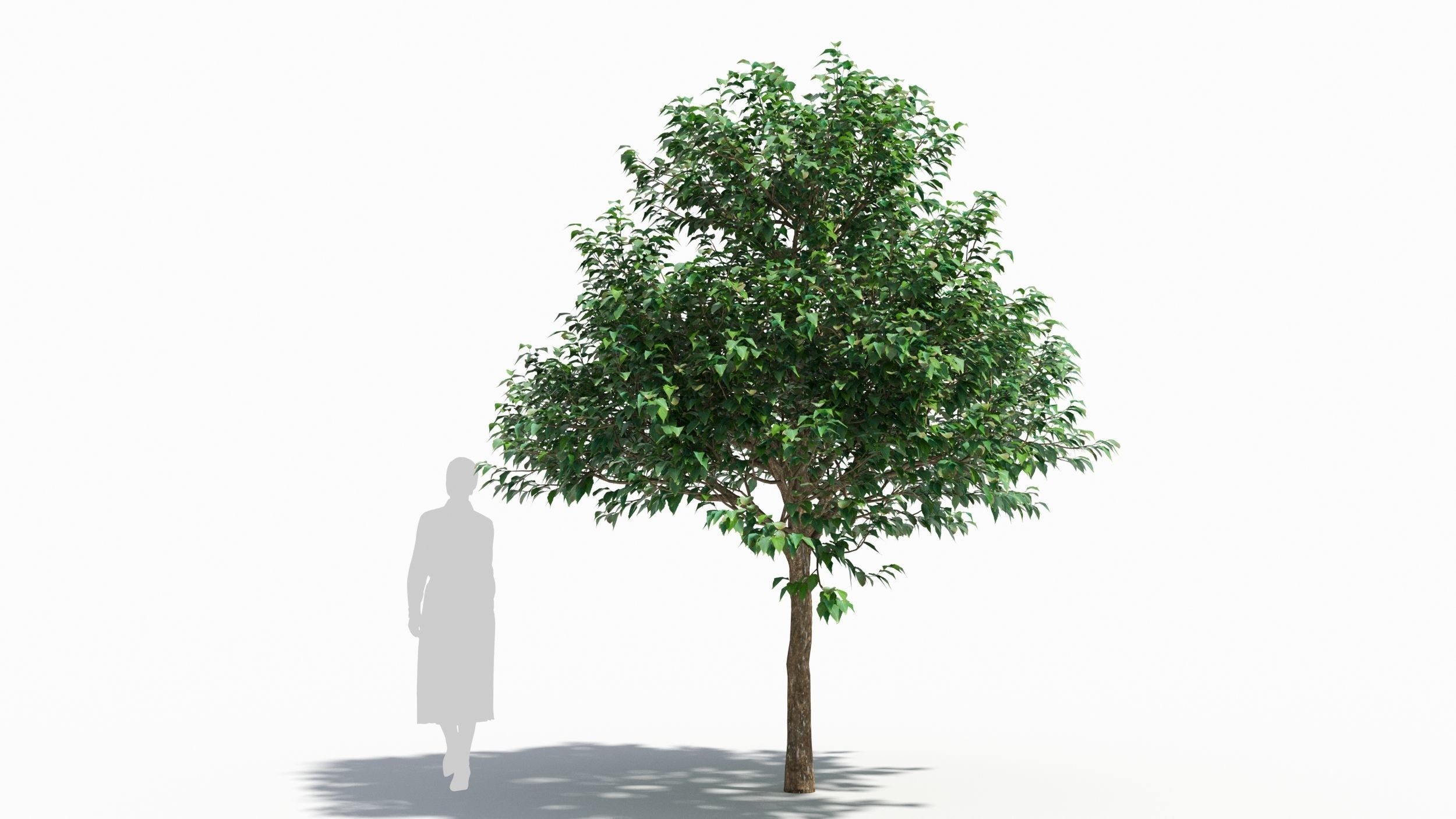 Cornus tree 3D model_5