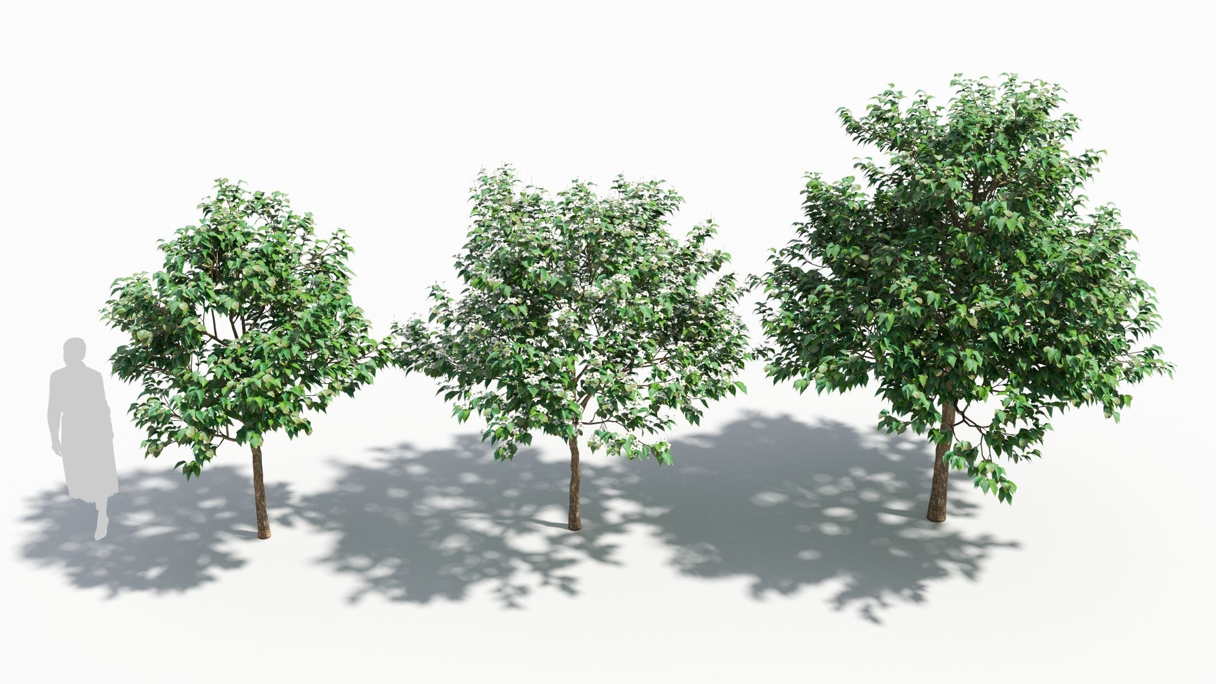 Cornus tree 3D model_3