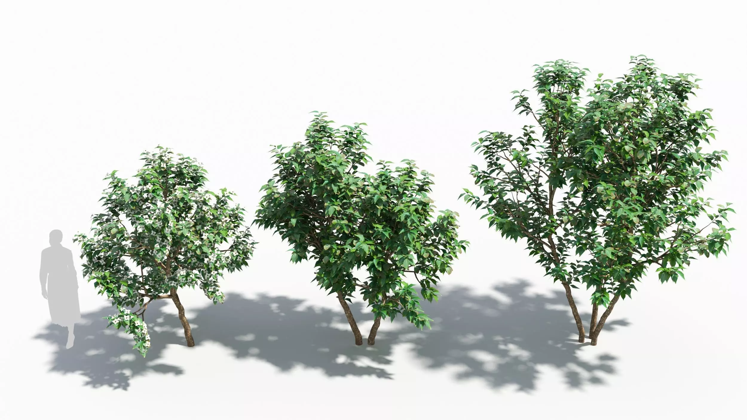Cornus tree 3D model