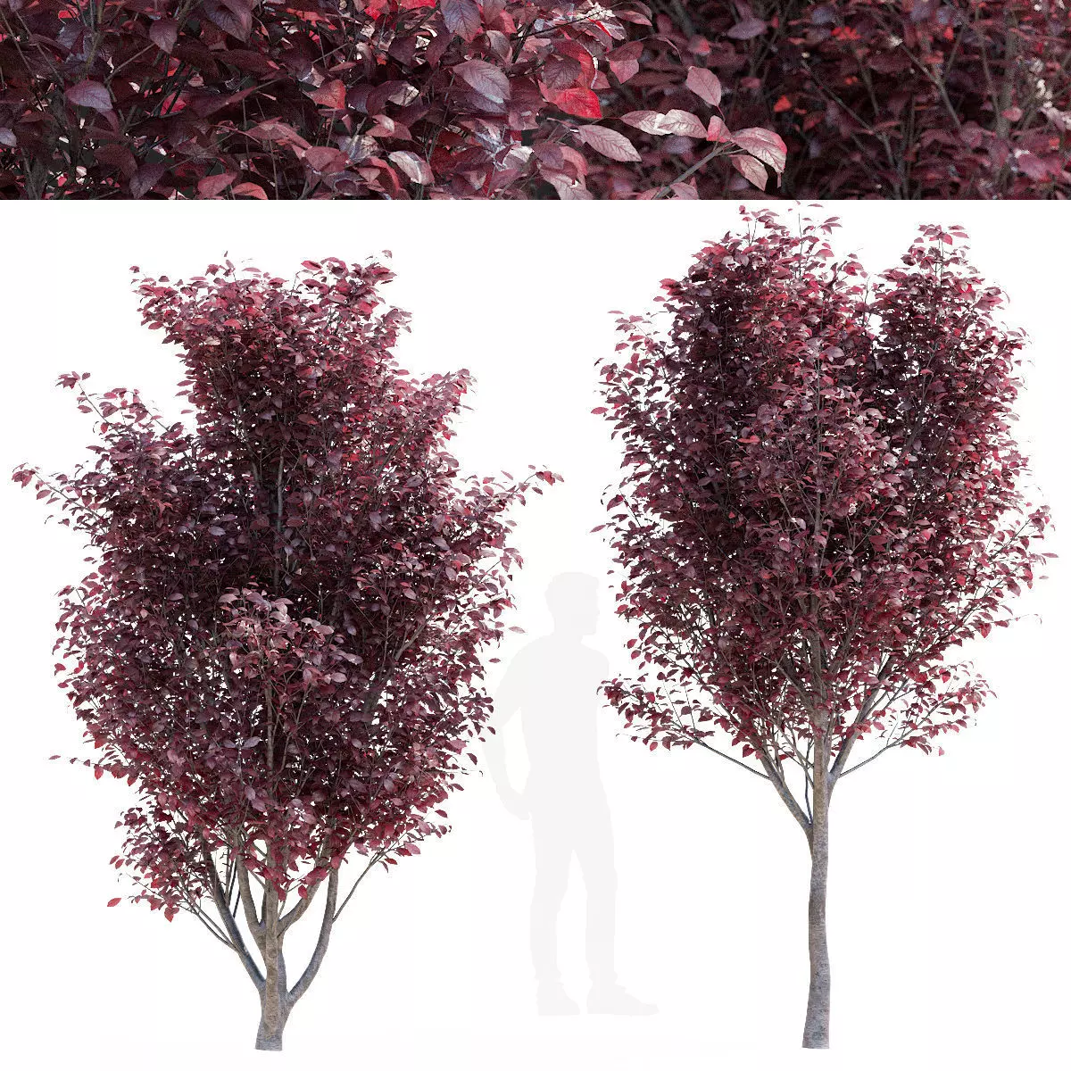 Prunus pissardii trees 3D model