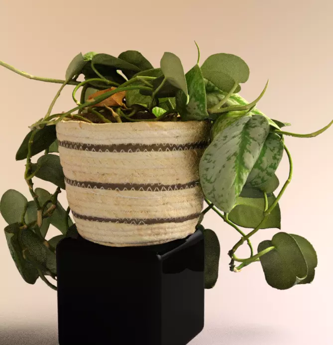 silver splash pothos nature 3D model