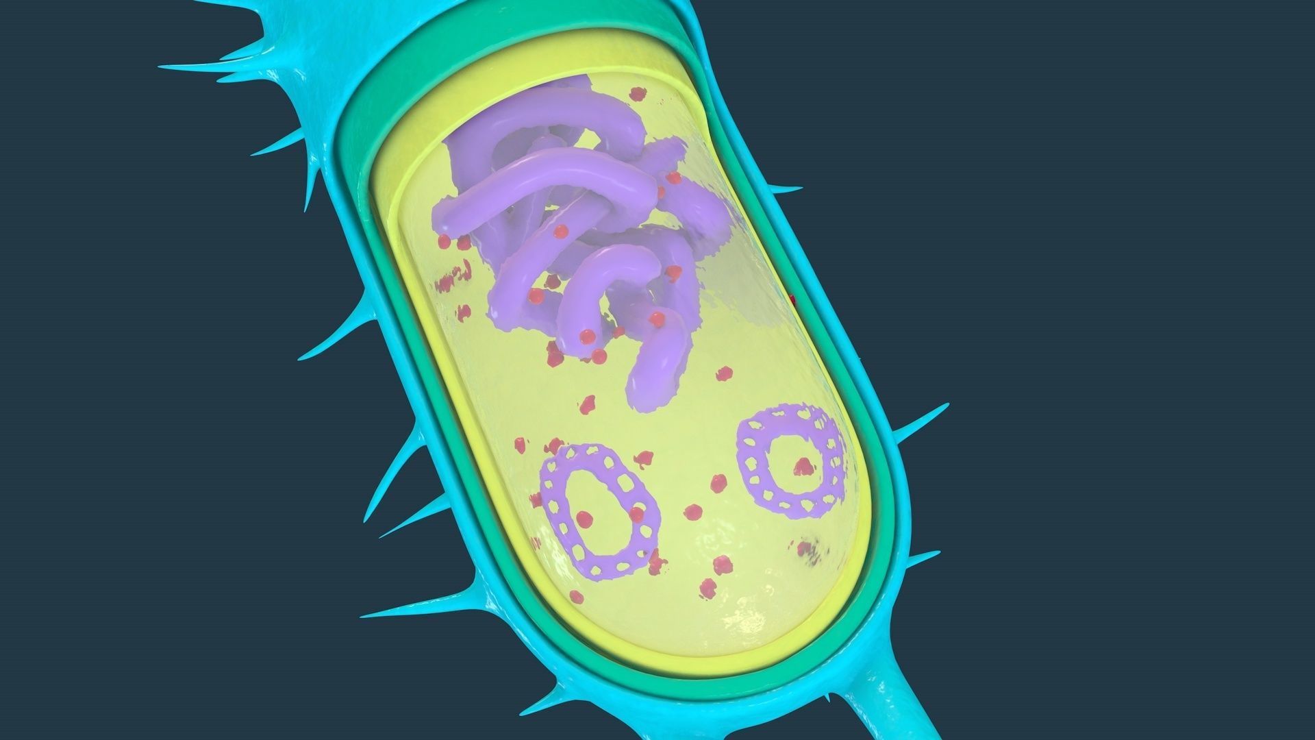 Bacterial Cell Structure 3D model_4