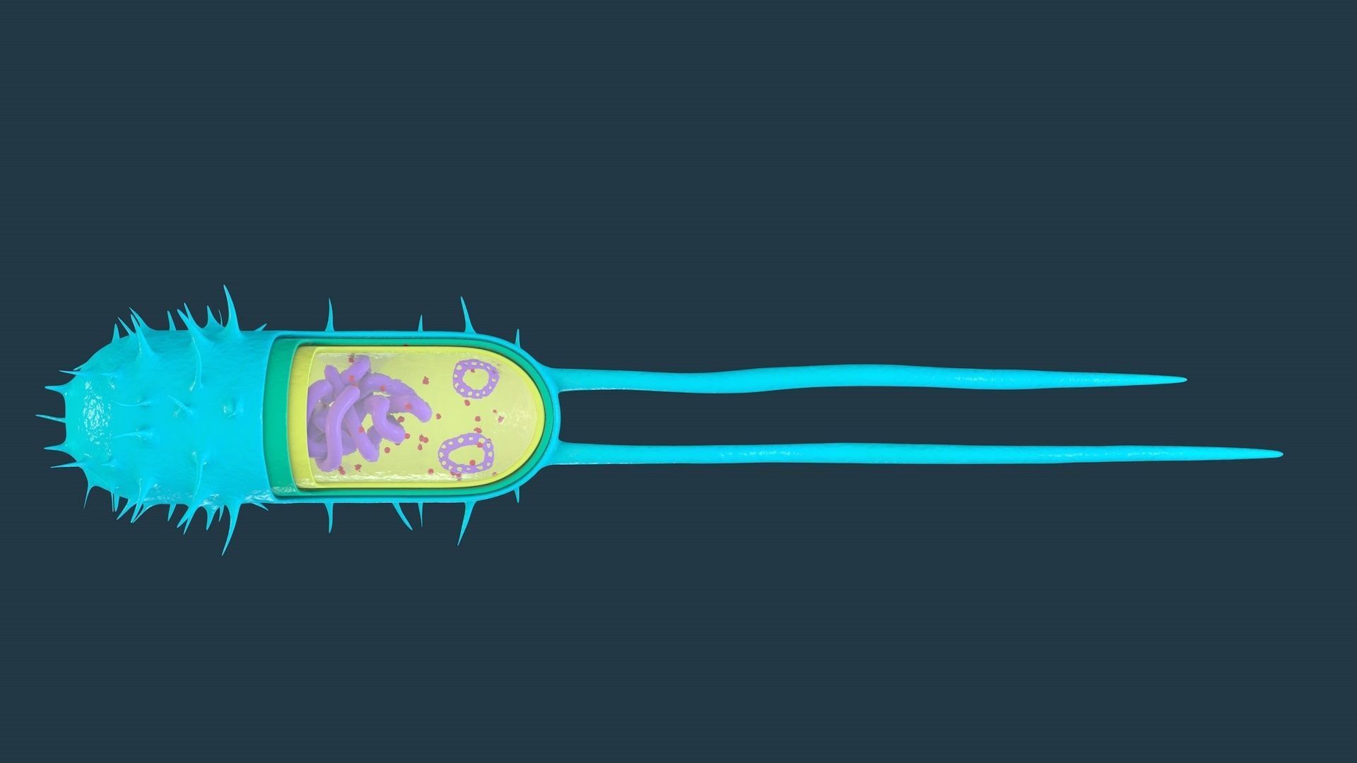 Bacterial Cell Structure 3D model_7