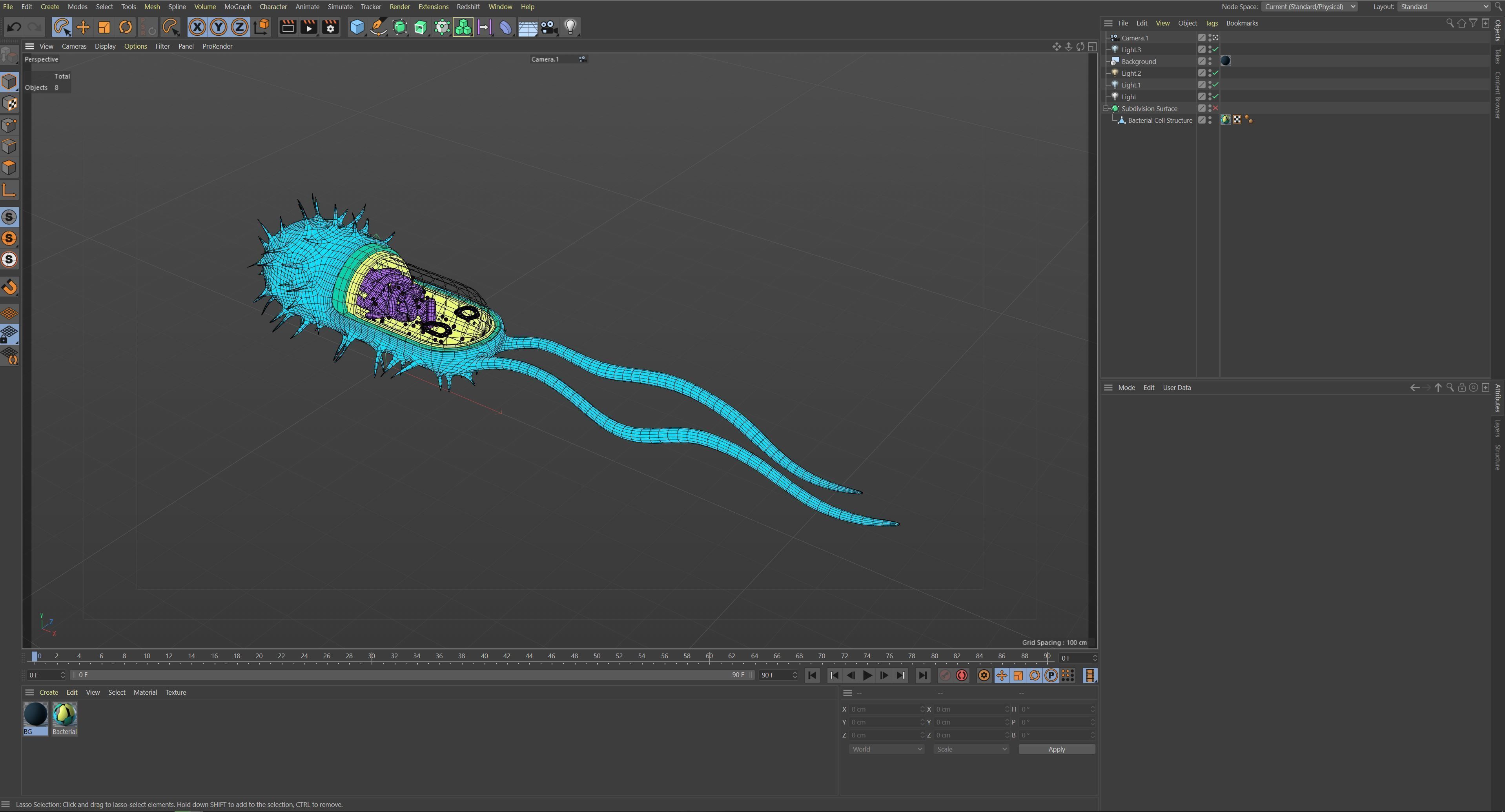 Bacterial Cell Structure 3D model_9
