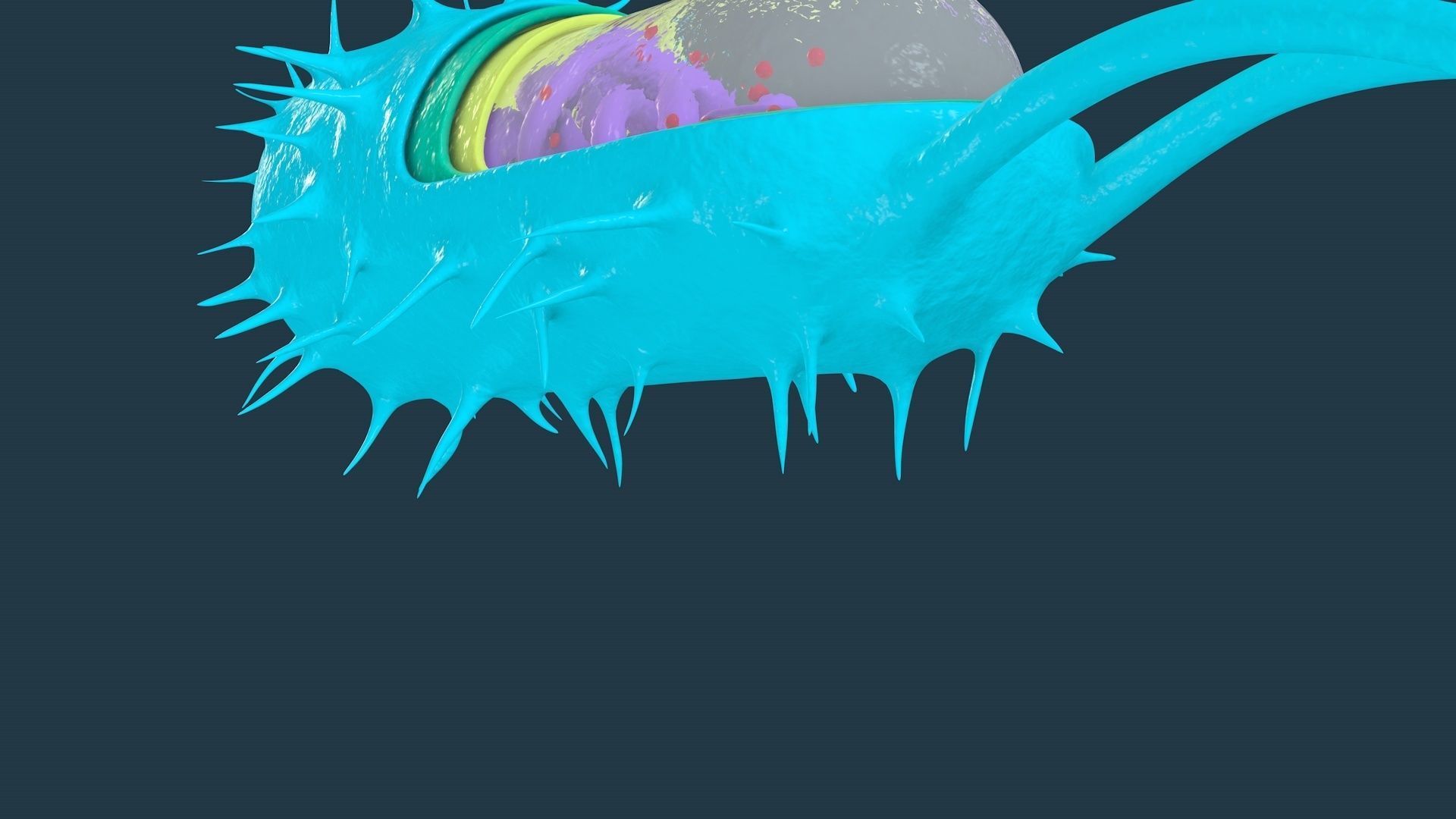 Bacterial Cell Structure 3D model_8