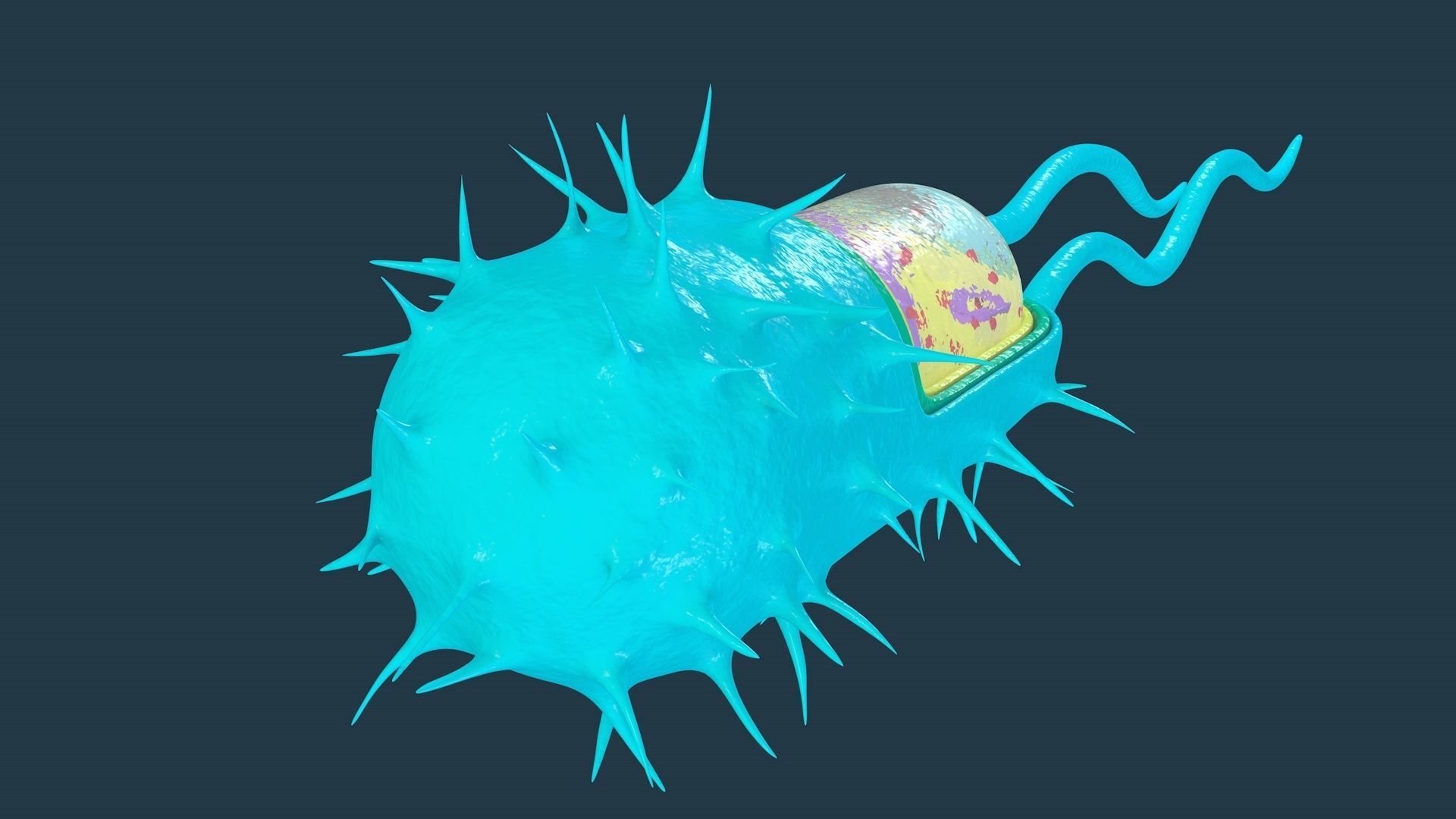 Bacterial Cell Structure 3D model_3