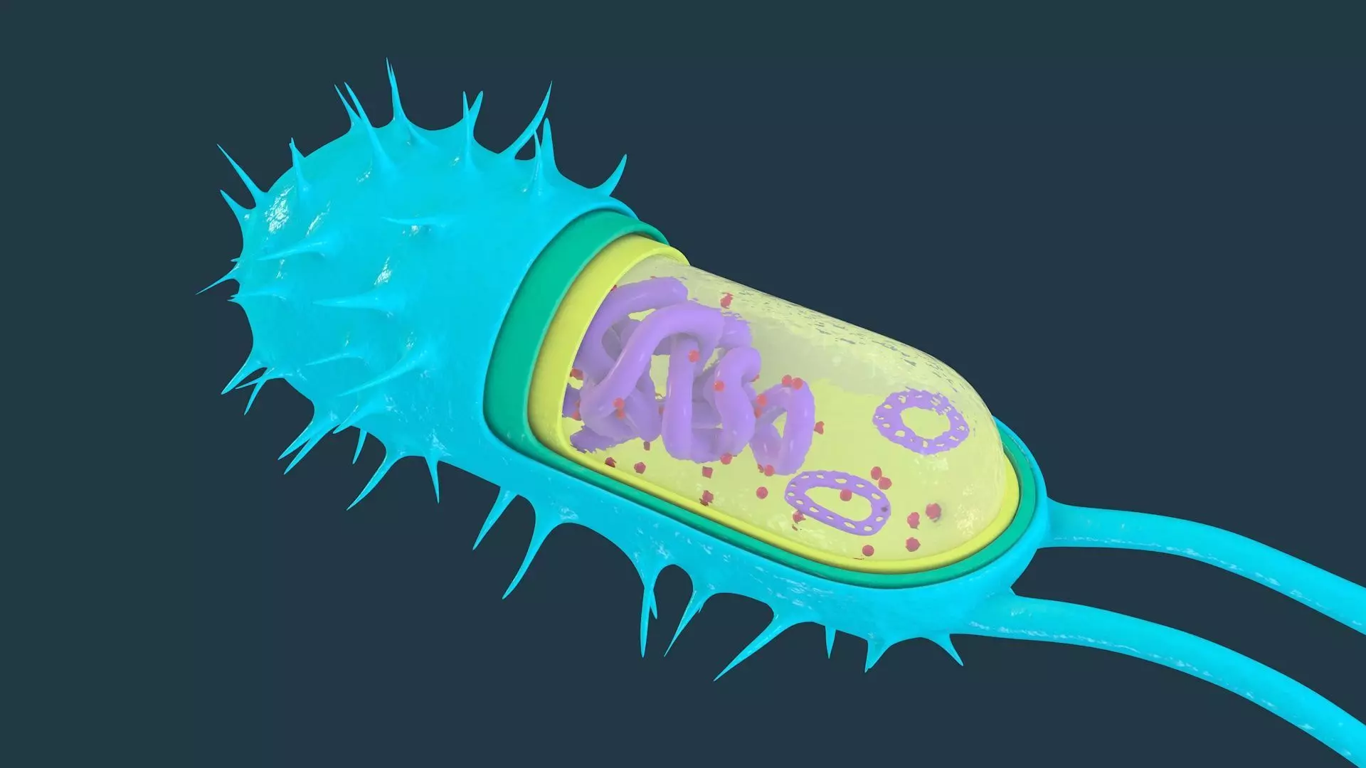 Bacterial Cell Structure 3D model_0