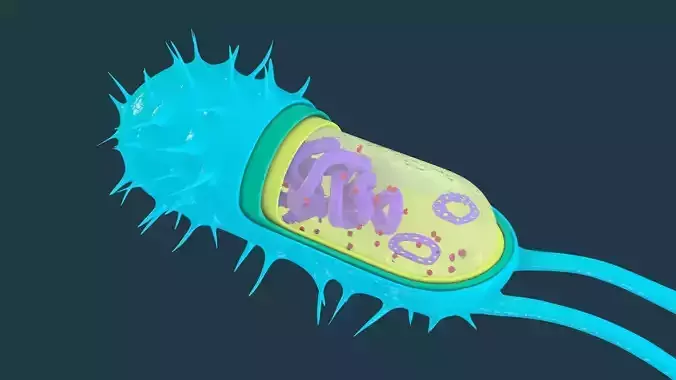 Bacterial Cell Structure 3D model