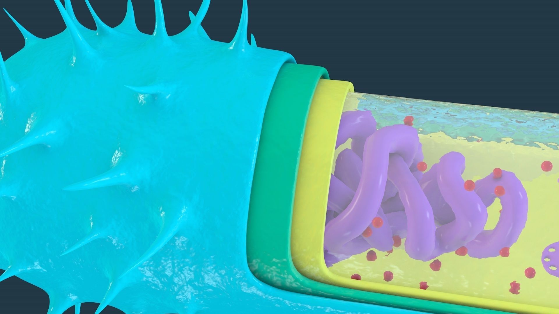 Bacterial Cell Structure 3D model_1