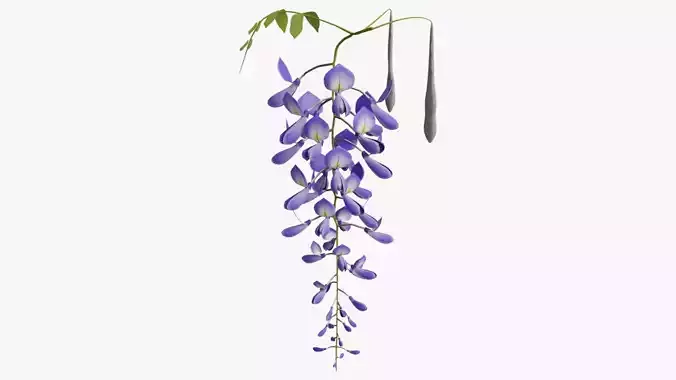 Wisteria flower 3D model
