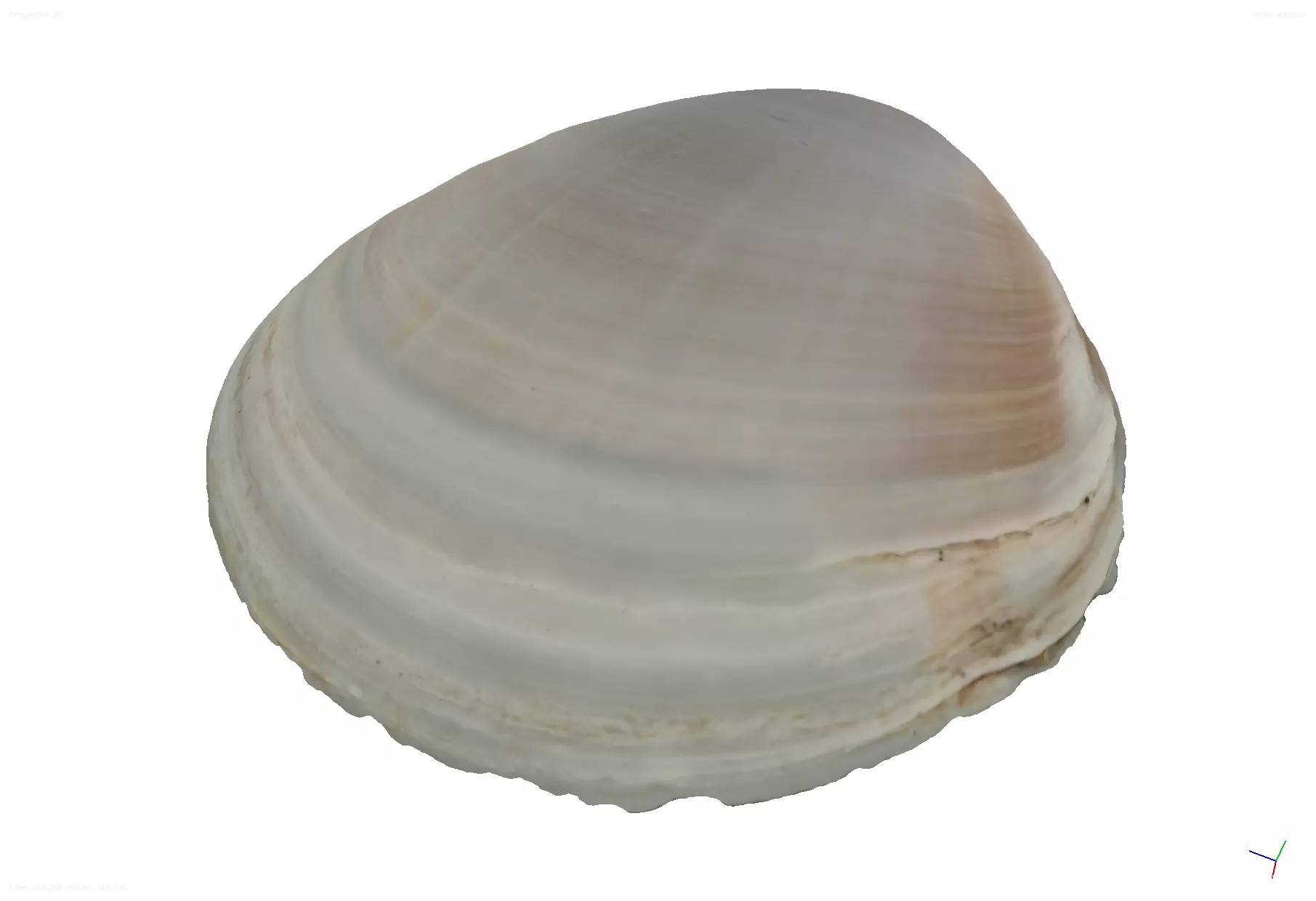 Shell 1 Low-poly 3D model