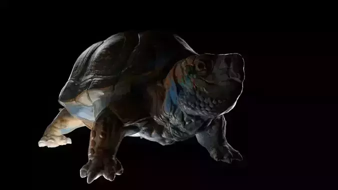 Turtle low poly tortoise