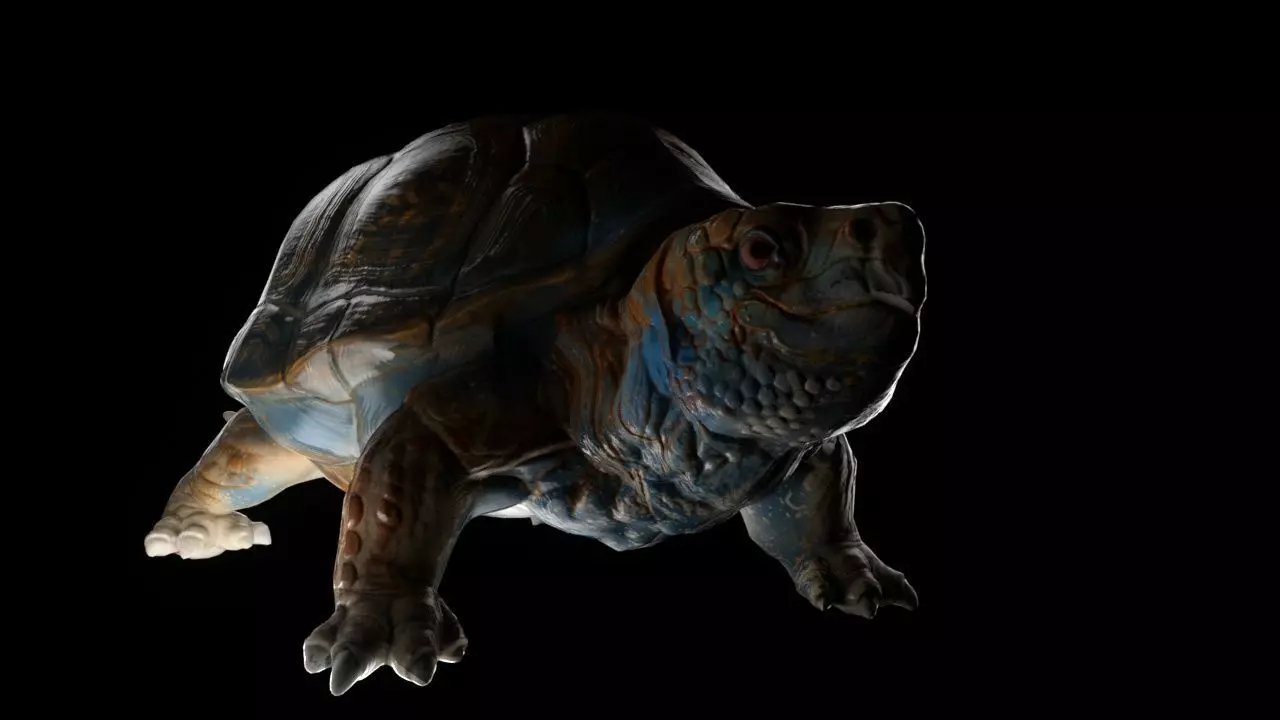 Turtle low poly tortoise Free 3D model