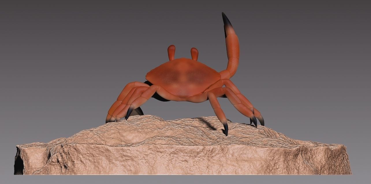 Stylized crab 3D print model_2