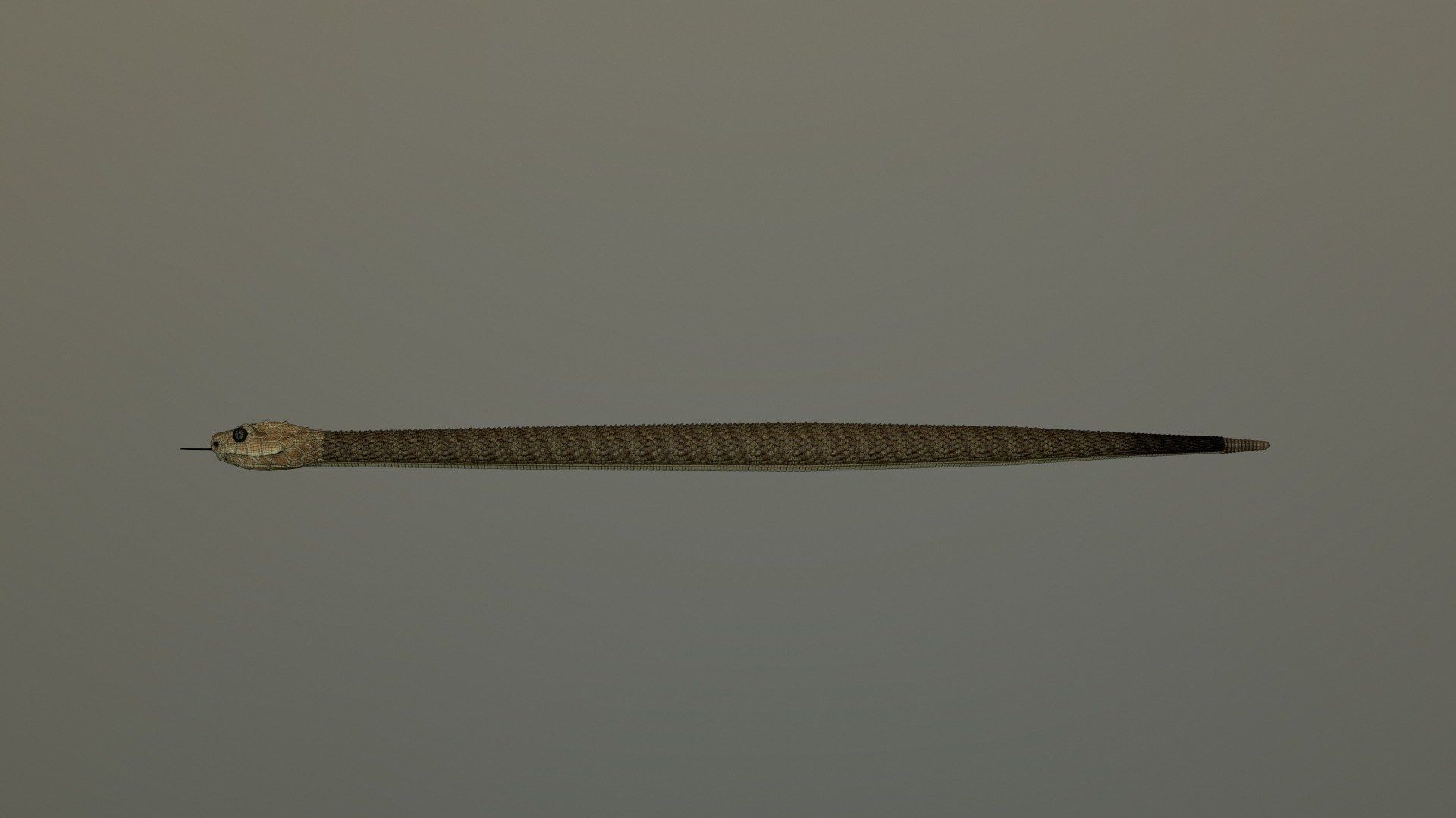 Realistic Rattlesnake Model statue of snake 3D model_15